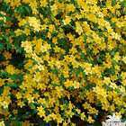 Kerria japonica ' Golden Guinea ': H 40/60 cm ctr 4 litres